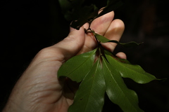 Guioa acutifolia