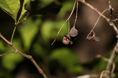 Guioa acutifolia