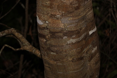 Guioa acutifolia