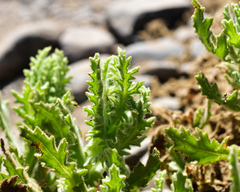 Senecio adenotrichius
