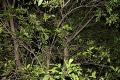 Guioa acutifolia