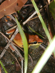 Litoria nigrofrenata