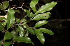 Guioa acutifolia