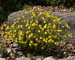 Senecio adenotrichius