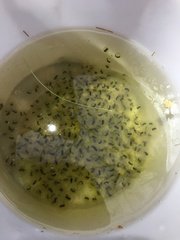 Oophila amblystomatis