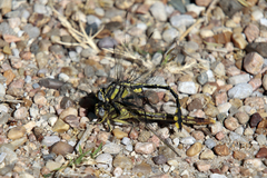 Arigomphus lentulus