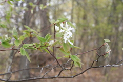 Amelanchier interior
