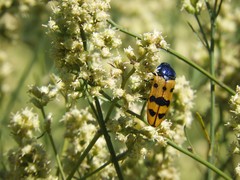 Conognatha