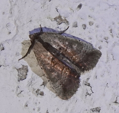Perigea eguigureni