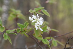 Amelanchier interior