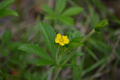 Potentilla simplex
