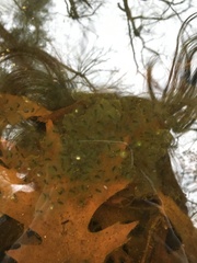 Oophila amblystomatis