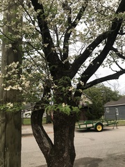 Cornus florida