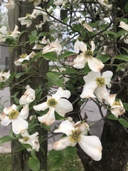 Cornus florida
