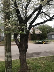 Cornus florida