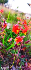 Alonsoa meridionalis