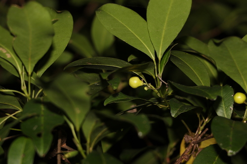 Image of Acronychia imperforata by (c) Greg Tasney, some rights reserved (CC BY-SA)