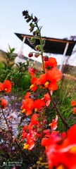 Alonsoa meridionalis