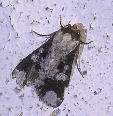 Condica imitata