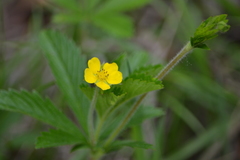 Potentilla simplex