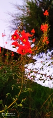 Alonsoa meridionalis