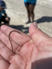 Syngnathus louisianae