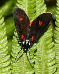 Cyanopepla fulgens