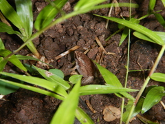 Austrochaperina gracilipes