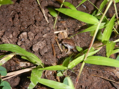 Austrochaperina gracilipes