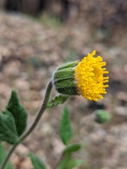 Arnica venosa