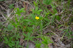 Potentilla simplex