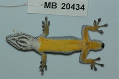 Chobe Dwarf Gecko photo 5