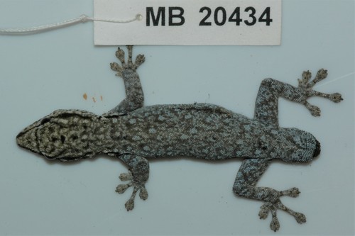 Okavango Dwarf Gecko, Lygodactylus chobiensis