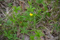 Potentilla simplex
