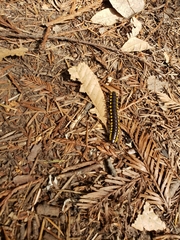 Harpaphe haydeniana scotia