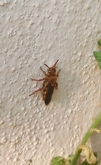 Phalerimeris madurensis