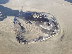 Pteroplatytrygon violacea