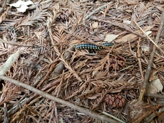 Harpaphe haydeniana scotia