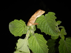Diporiphora