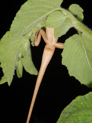 Diporiphora