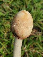 Chlorophyllum molybdites image