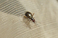 Orthonotus rufifrons