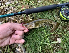 Ameiurus brunneus