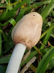 Chlorophyllum molybdites image