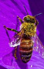 Apis mellifera