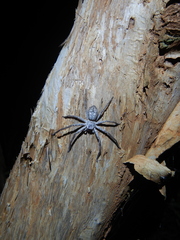 Isopedella conspersa