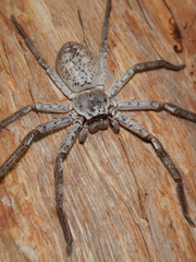 Isopedella conspersa