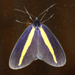 Crocomela erectistria