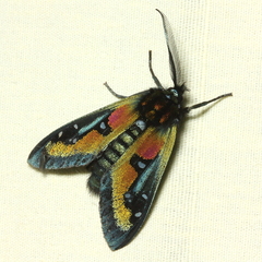 Chrysocale regalis