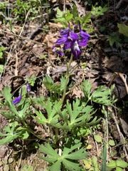 Delphinium tricorne